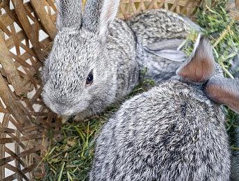 《迷失》PS5实体版宣传片公布 现已开启预购